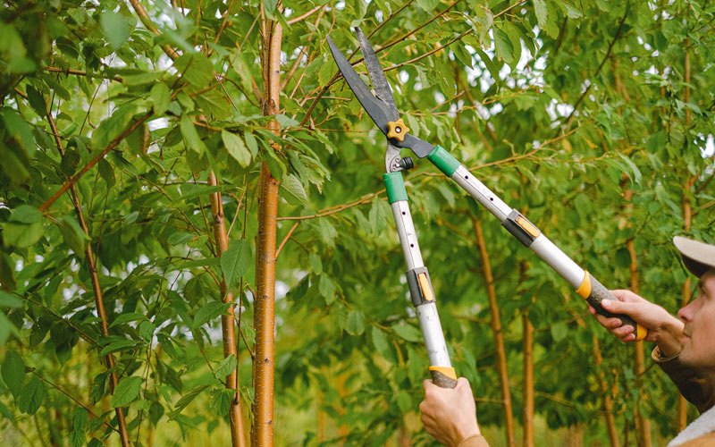 Tree trimming in Waterbury, NE