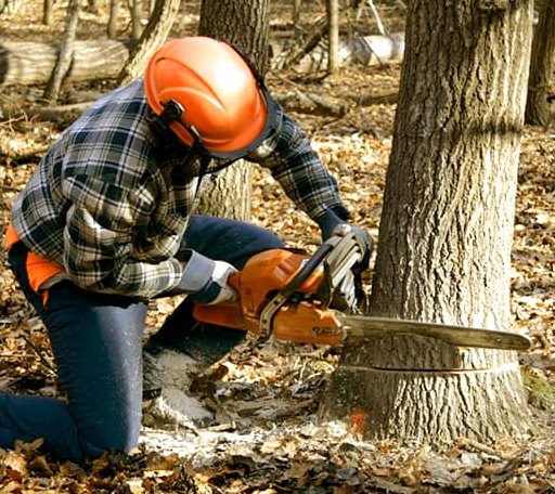 Tree Removal in Waterbury, NE